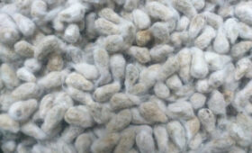 Кыргызстан вернул в Казахстан 25 тонн семян хлопчатника