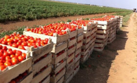 Кыргызстан бьет рекорды по сбору помидоров