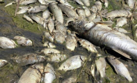 Причина гибели рыбы рыбхоза «Новое озеро» — химическое загрязнение воды