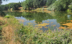 В Чуйской области проведена масштабная инвентаризация рыбных хозяйств