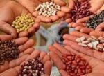 В Бишкеке открылся центр по производству семян овощных культур