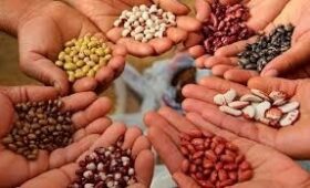 В Бишкеке открылся центр по производству семян овощных культур