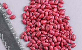 В Манасском районе собран урожай томатного сорта фасоли с площади 120 га