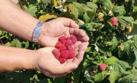 В Ак-Талинском районе малина сорта «Полька» дала хороший урожай