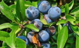 В Масалиевском айыл окмоту открыт цех по сушке фруктов