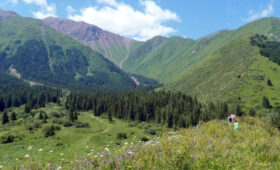 В «Шамшы-Туюке» установлены фотоловушки для изучения снежного барса