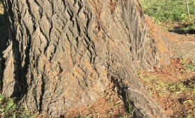 Жуки-короеды атакуют Бишкек и деревья умирают на глазах