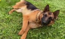 В Бишкеке за 8 месяцев по поводу укусов животных обратились 2318 пострадавших