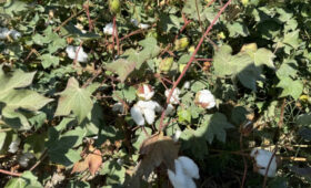 Урожайность хлопка в Кара-Суу ожидается до 4 тонн с гектара