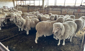 На ошском ипподроме Толойкон пройдет выставка овец породы «Ала-Тоо»