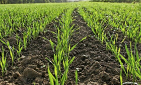 Минсельхоз призывает фермеров сеять озимую пшеницу