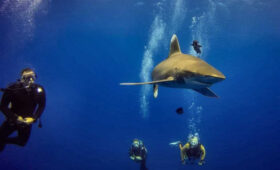 В Египте временно закрыли пляжи из-за появления акул