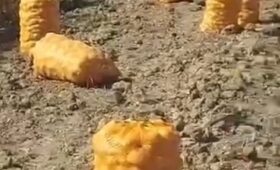 Фермеры Ат-Башинского района довольны урожаем картофеля