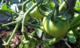 Фермеры Чуйской области познакомились с биопрепаратами и энтомофагами