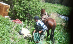 В Чуйской области зафиксирован факт незаконной добычи козерогов