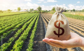 Фермеры КР получат льготные кредиты под 3% для семеноводства и питомников