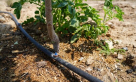 Капельное орошение сократило потребление воды на полив в Араванском районе