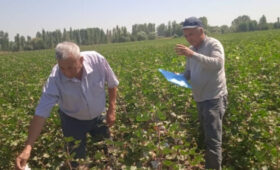 В Ошской и Джалал-Абадской областях проводится апробация хлопка
