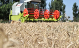 Урожай зерновых и овощей в Кыргызстане превысил показатели прошлого года