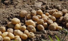 В Кыргызстане собрано более 381,5 тысячи тонн картофеля