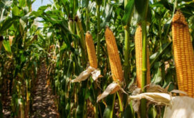 Посевы кукурузы в Ак-Талинском районе решают проблему кормов для скота