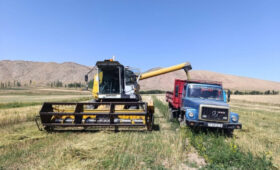 В Тонском районе собирают ячмень и пшеницу по  25-33 центнера  с гектара