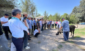 Эксперты НИИ животноводства КР рассказали фермерам о биотехнологиях