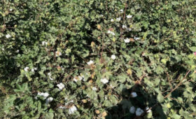 Благодаря своевременному поливу хлопководы Казахстана ждут высокий урожай