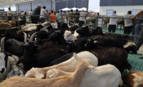 В Бишкеке начал работу новый скотный рынок «Алтын-Казык»