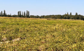 В Чуйском районе выращивают высокоурожайный сорт белого гороха «Роберто»