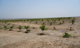 Минсельхоз КР готов помогать желающим выращивать сады на засушливых землях