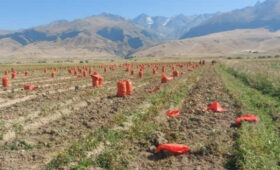 В Нарынской области собрали сотни тонн картофеля высокого качества