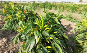 В Московском районе фермеры выращивает новые сорта болгарского перца