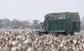 В Араване внедрение капельного полива удвоило сбор хлопка