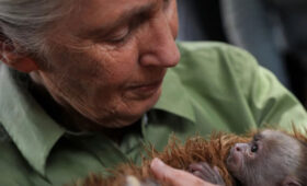 Мир прощается с крупнейшим приматологом и защитником животных  Джейн Гудолл