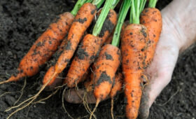 Фермеры села Торт-Гул установили рекорд по урожайности моркови в 2025 году