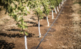 В Ноокене реализован проект по установке капельного орошения на 105 га