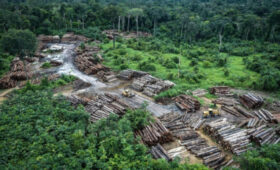 В 2024 году мир потерял 8 миллионов гектаров леса