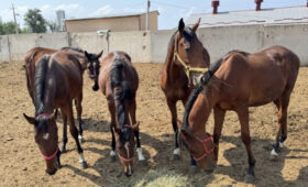 Теперь лошадей из Кыргызстана нельзя вывозить и авиатранспортом