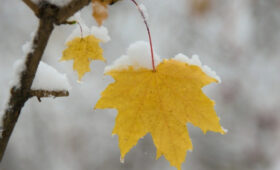 В Бишкеке ожидается резкое похолодание и первые снегопады