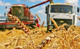 В Кыргызстане отмечен рост урожайности и валового сбора зерновых и овощей