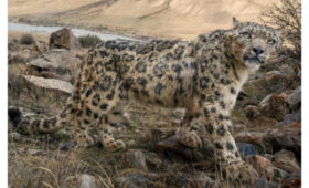 По инициативе КР впервые отмечается Международный день снежного барса