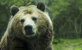 В Японии местный губернатор попросил помощи военных в борьбе с медведями