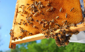 Кыргызстан расширяет экспорт меда через  онлайн-продажи