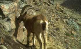 Барс, аркары и дикобраз попали на фотоловушки в заповеднике «Ак-Суу»