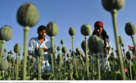 СМИ раскрыло секретную «опиумную» программу ЦРУ в Афганистане