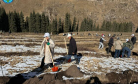 В Чон-Кемине высадили 2000 саженцев берёзы