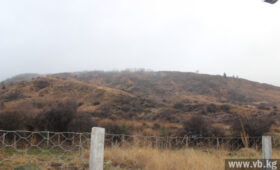 В Чон-Кеминском парке растут новые леса и сохраняют барсов