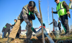 В столице высажено более 500 деревьев