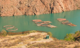 В Кыргызстане усиливают контроль за болезнями рыб